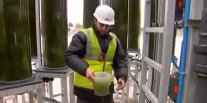 البترول البديل صناعة بترول بتحويل CO2 باستعمال الطحالب