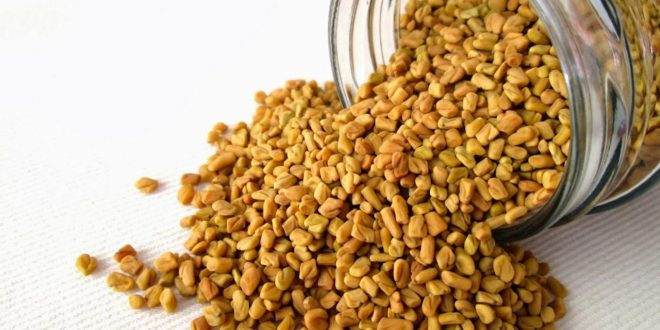 الفوائد الصحية و العلاجية للحلبة