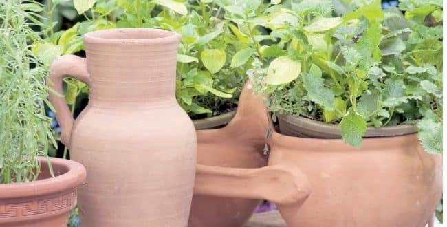 النبات أفضل فلتر لتنقية الهواء